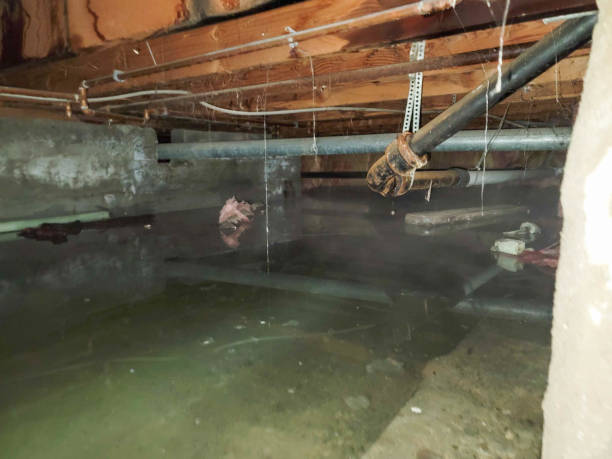 Best Flood restoration services  in Yorkshire, VA